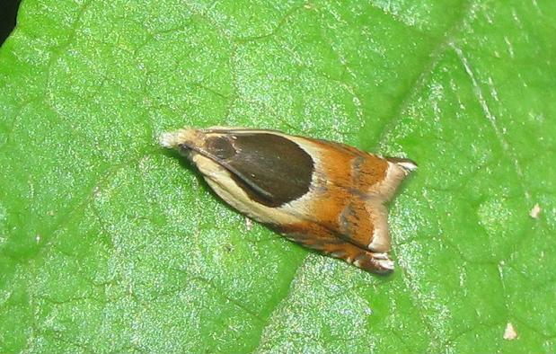 Ancylis badiana, Tortricidae? S�
